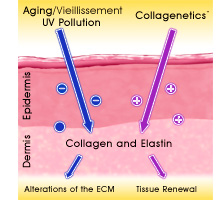 increases collagen elastin